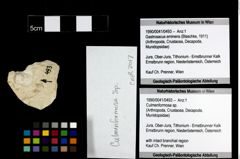 Foto (Objekt + Etiketten) von Culmenformosa sp. 